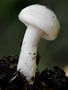 Hygrophorus cossus
